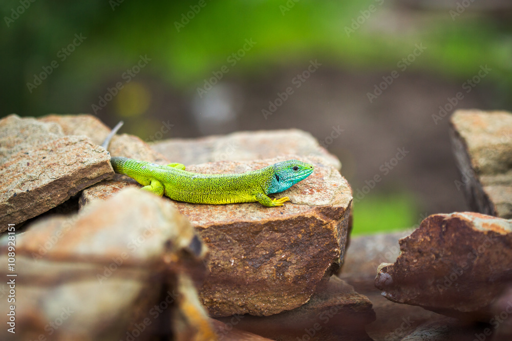 Green emerald glossy gecko lizard sunbathing on a rock Green emerald glossy gecko lizard sunbathing on a rock