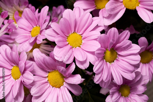 chrysanthemum closeup