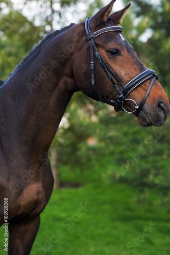 Portrait of beautiful red horse in summer against greens