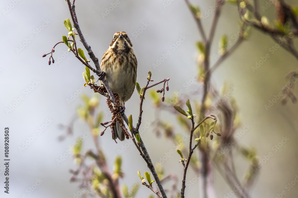Fototapeta premium Rohrammer (Emberiza schoeniclus)