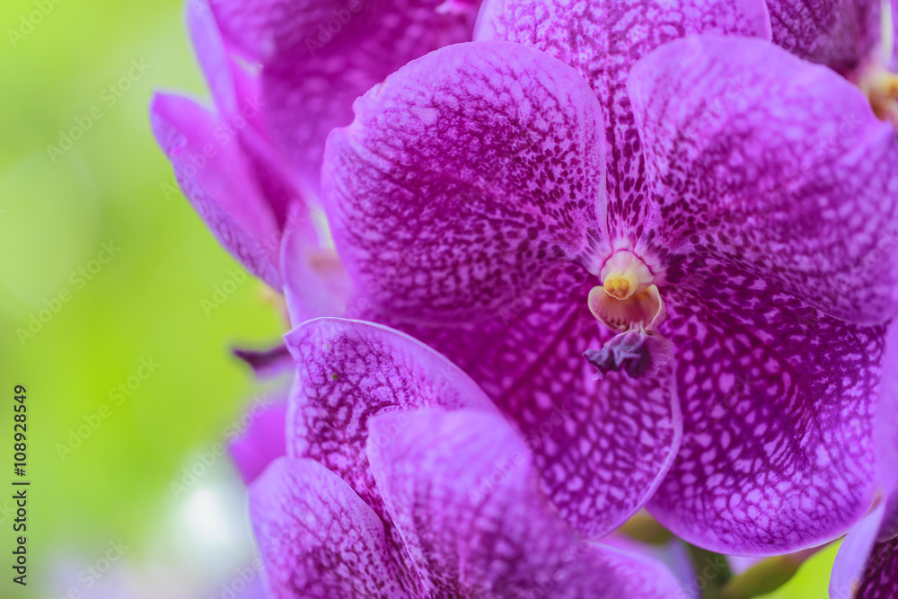 Pink phalaenopsis orchid flower Pink phalaenopsis orchid flower