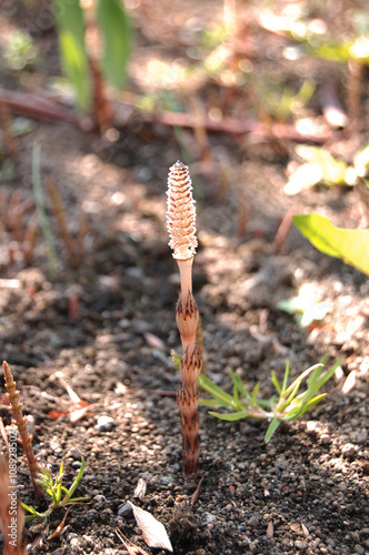 つくし　春　かわいい