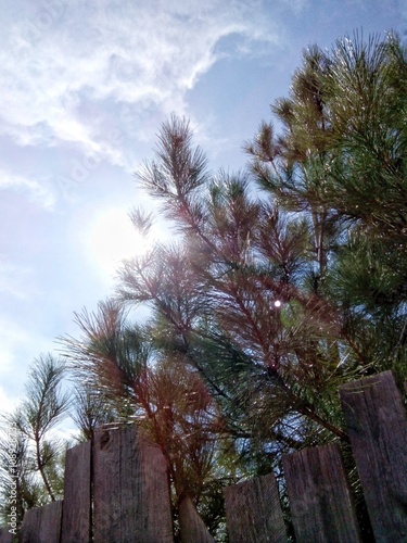 Pines