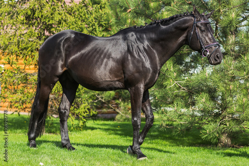 Gorgeous friesian stallion with long mane standing alone against greenery