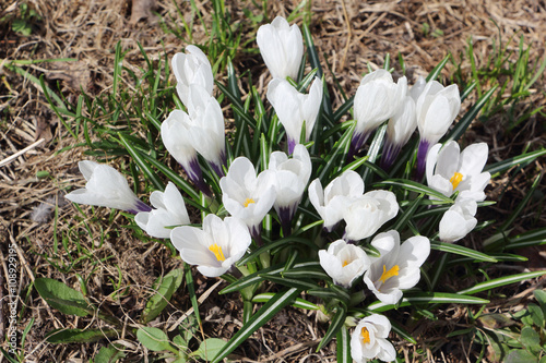 The blossoming spring crocuses