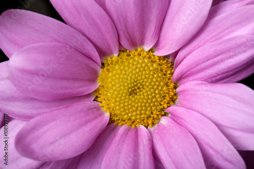 chrysanthemum closeup