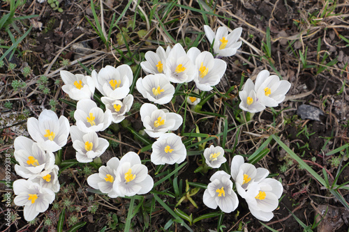 The blossoming spring crocuses