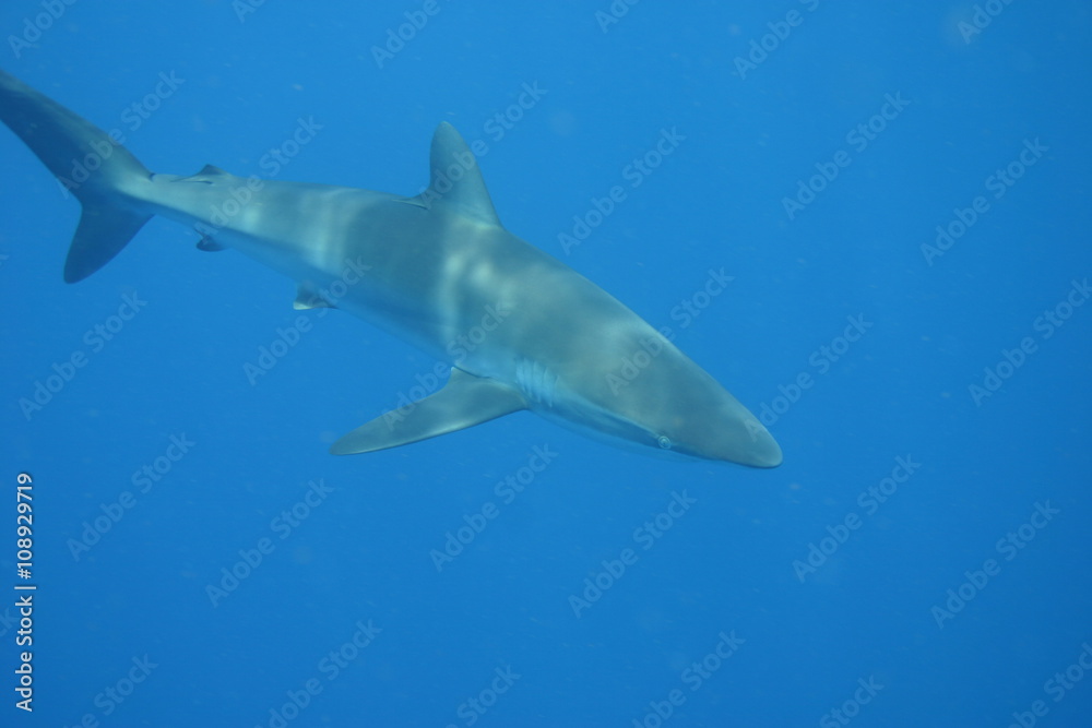 White Shark underwater Cuba caribbean sea