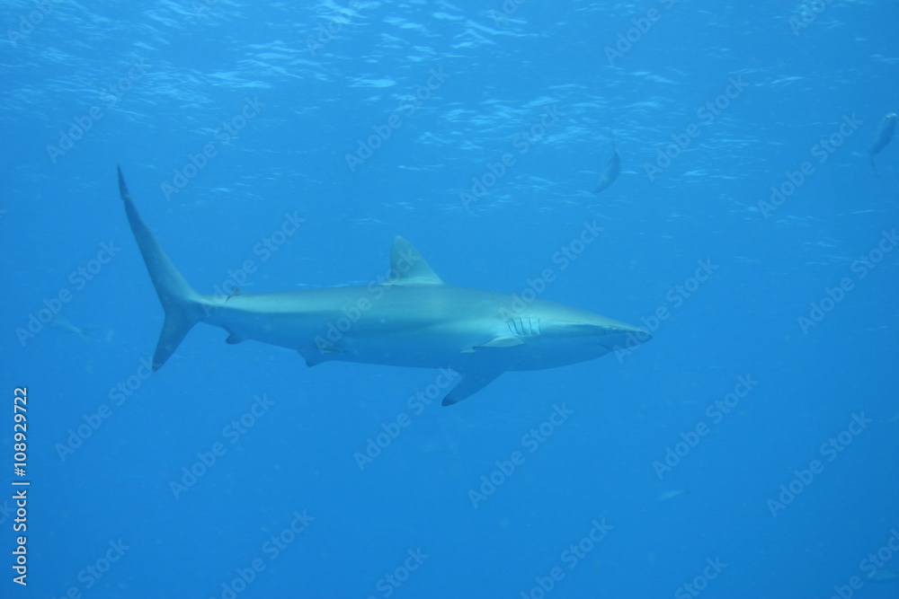 Obraz premium White Shark underwater Cuba caribbean sea