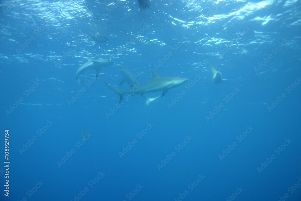 White Shark underwater Cuba caribbean sea White Shark underwater Cuba caribbean sea