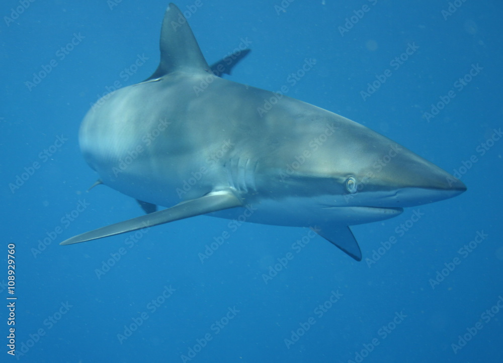 Fototapeta premium White Shark underwater Cuba caribbean sea
