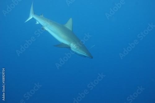 White Shark underwater Cuba caribbean sea © Valerijs Novickis