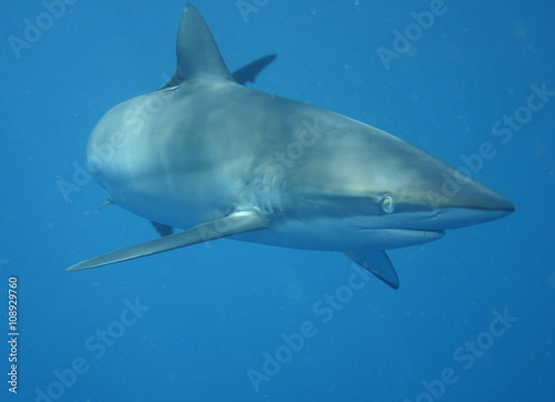 White Shark underwater Cuba caribbean sea