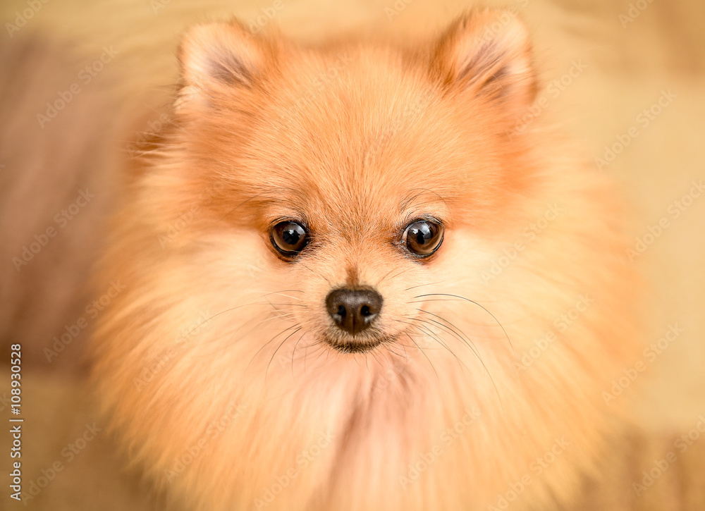 Cute Pomeranian Spitz dog puppy sitting at home portrait.