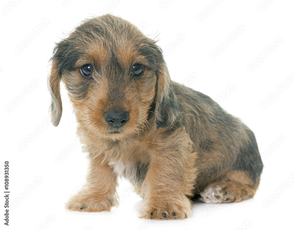 puppy Wire haired dachshund