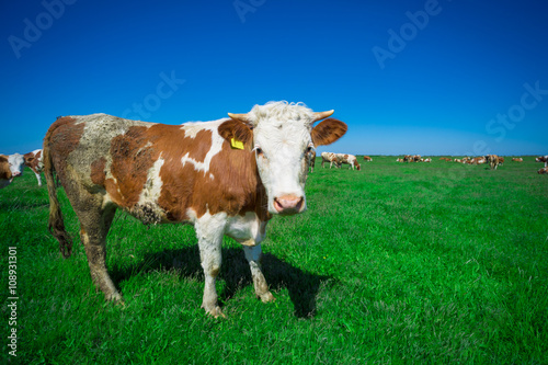 Wallpaper Mural Cow on a summer pasture Torontodigital.ca