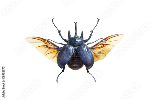 Fototapete Exotic large beetle with wings isolated on white background