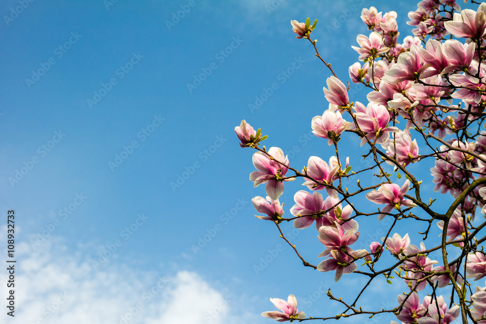 Naklejka premium Blossom magnolia branch against blue sky.