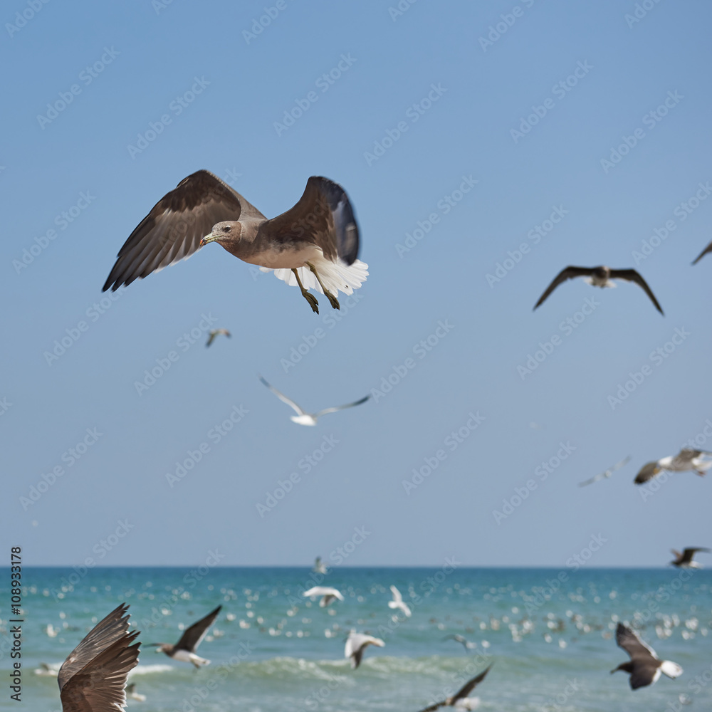 Seagulls flying over the water and floating on the sea