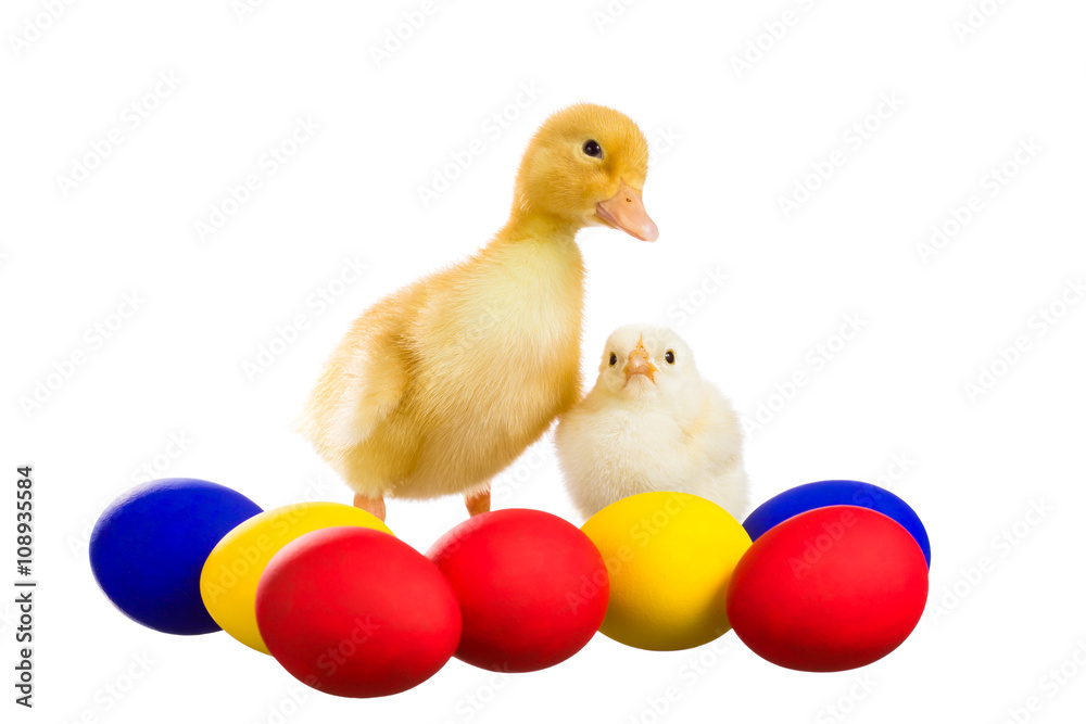 Yellow chick and the duckling