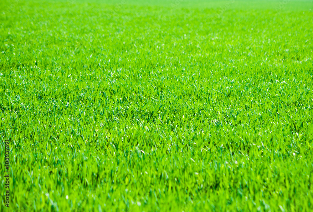 Close up on fresh green grass