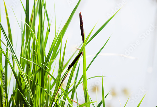 Natural background of green reeds © arybickii