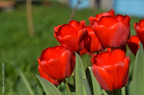 big red tulips 