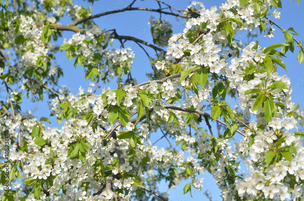 spring flowers of cherry