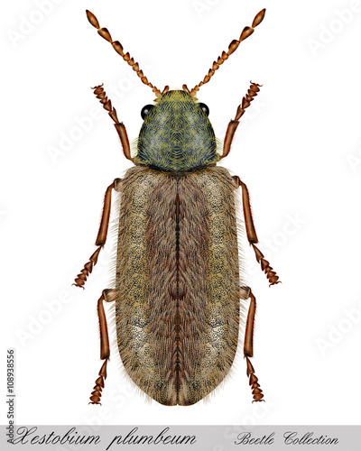 Tableau sur toile Woodworm Xestobium plumbeum