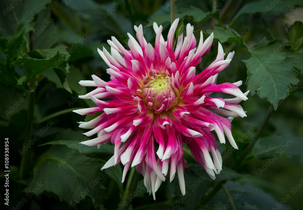 Beautiful purple pink and white colored dahlia flower in a green natural environment Beautiful purple pink and white colored dahlia flower in a green natural environment