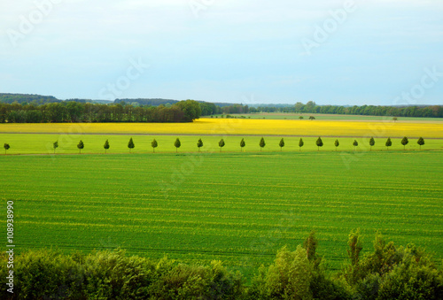 summer country with fields and trees alley