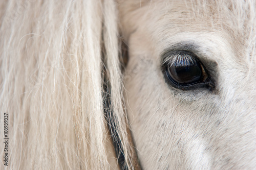 White Horse's Eye Close Up