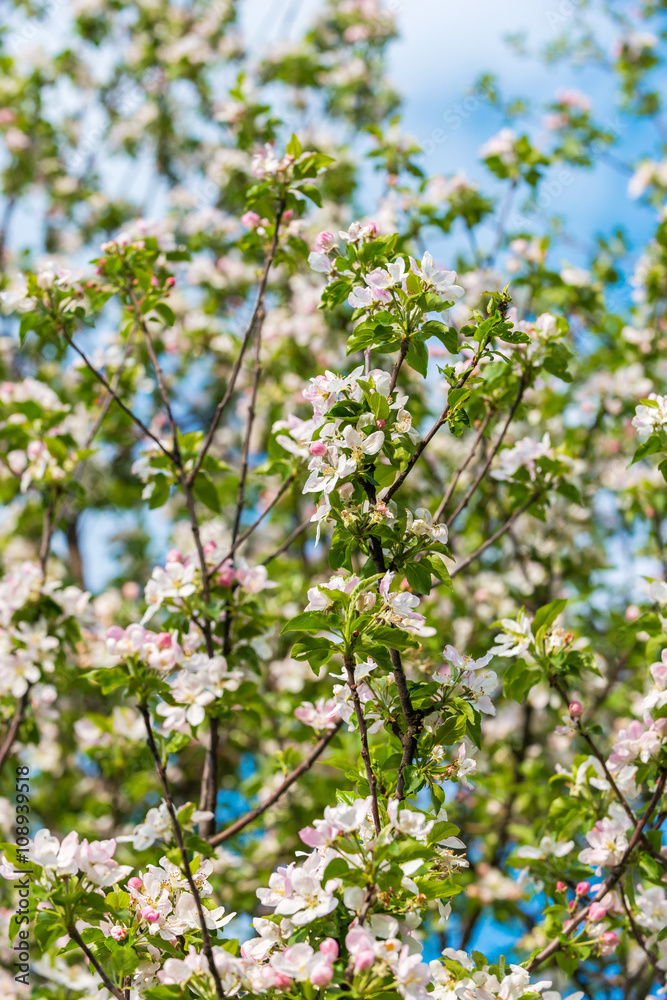 Spring blossom: branch of a blossoming apple tree on garden background Spring blossom: branch of a blossoming apple tree on garden background