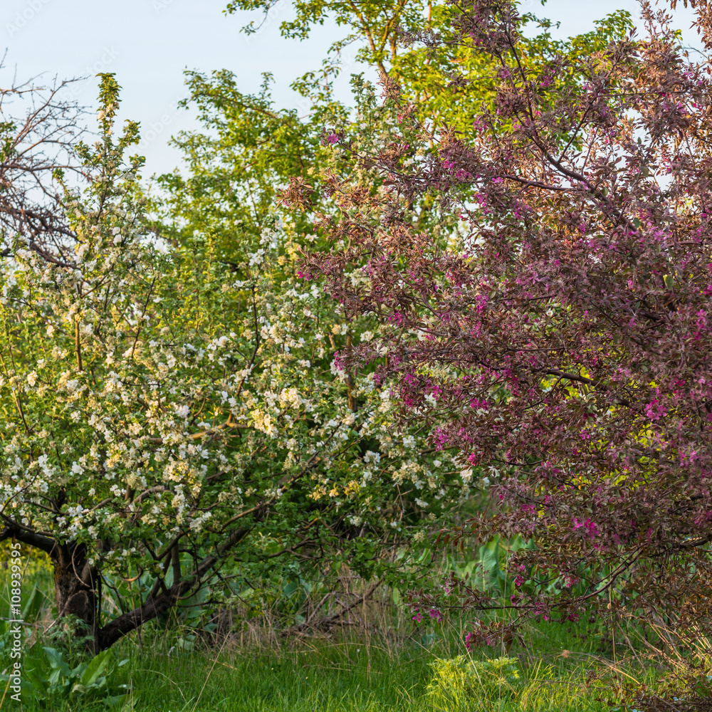 Spring blossom: branch of a blossoming apple tree on garden background Spring blossom: branch of a blossoming apple tree on garden background