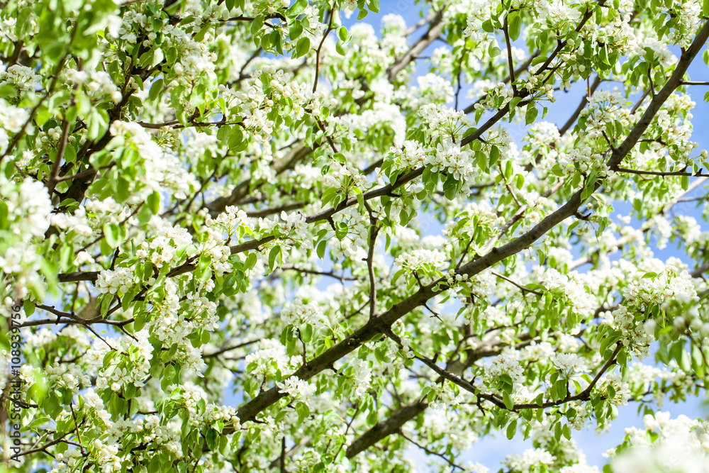 Branches of white cherry blossoms in spring, macro background