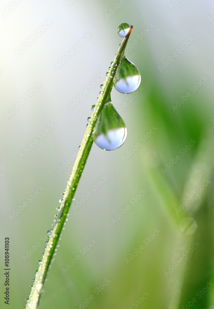 Fresh green grass with water drops closeup. Soft focus. Nature Background Fresh green grass with water drops closeup. Soft focus. Nature Background