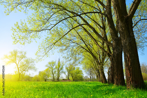 Fototapeta Naklejka Na Ścianę i Meble -  Trees on meadow in sunny day.. Spring landscape.