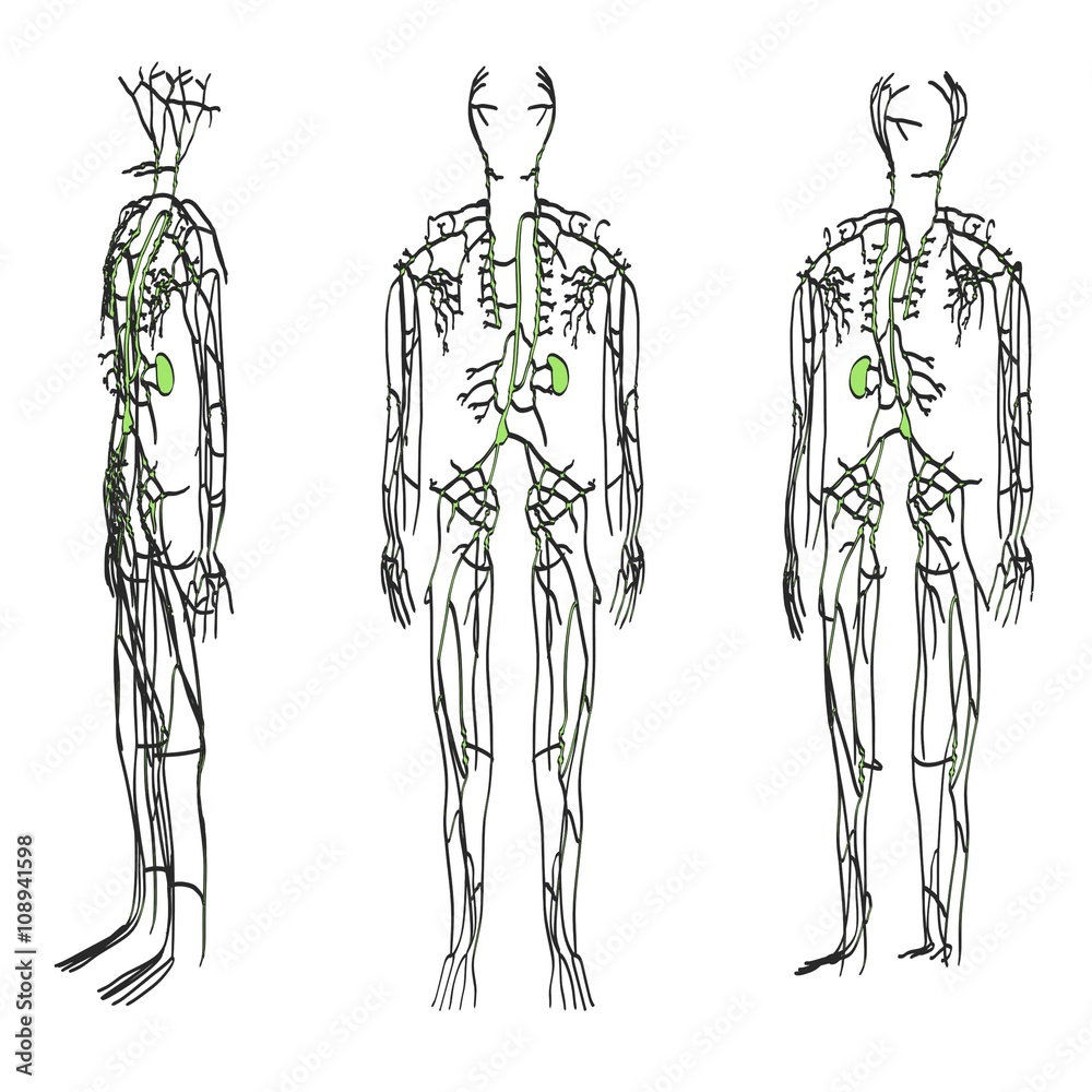 2d cartoon illustration of lymphatic system 2d cartoon illustration of lymphatic system