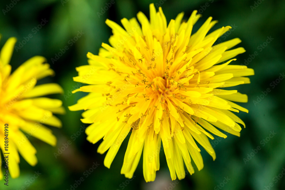 yellow blooming dandelions on background yellow blooming dandelions on background
