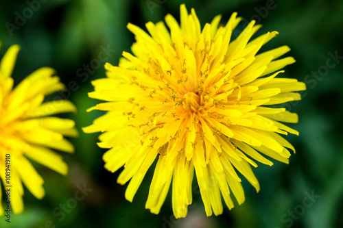 yellow blooming dandelions on background