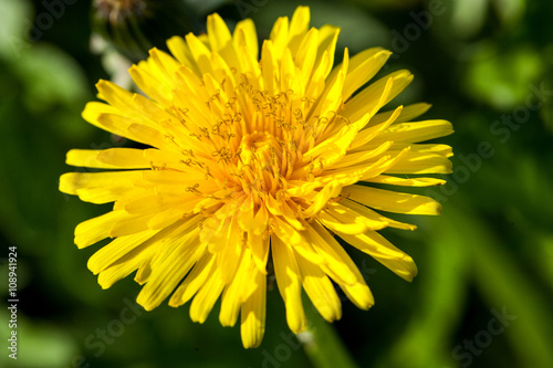 dandelion flower on the meadow macro backgrounds