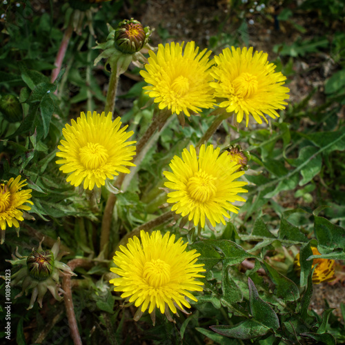 Young dandelion bloom outdoors