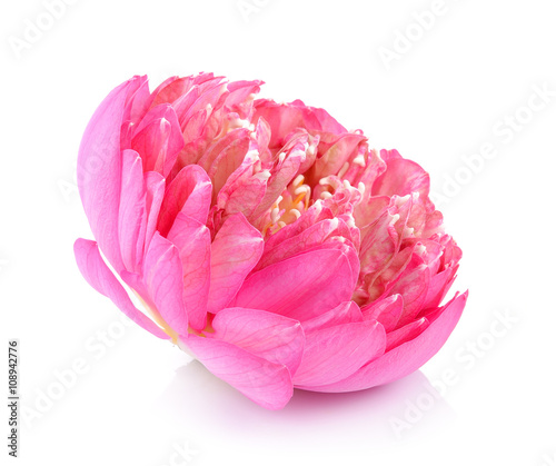 lotus flower on white background