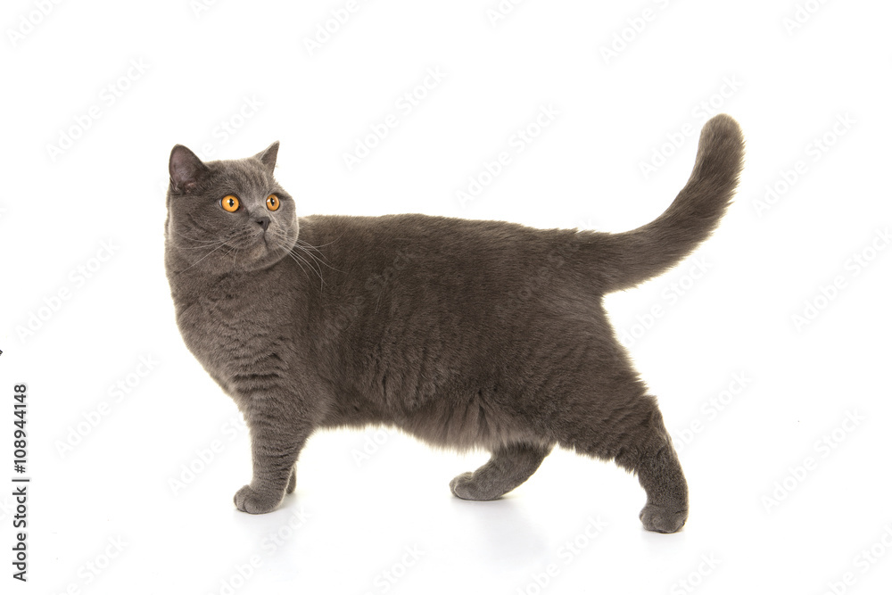 Fototapeta premium Grey british shorthair at walking and looking back on a white background