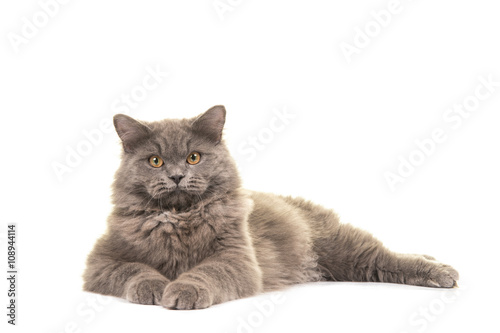 Fototapeta Naklejka Na Ścianę i Meble -  Pretty grey british longhair cat lying on the floor facing the camera isolated on a white background