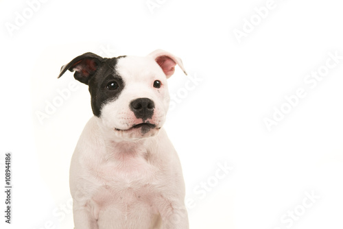 Portrait of a black and white pit bull terrier facing the camera isolated on a white background