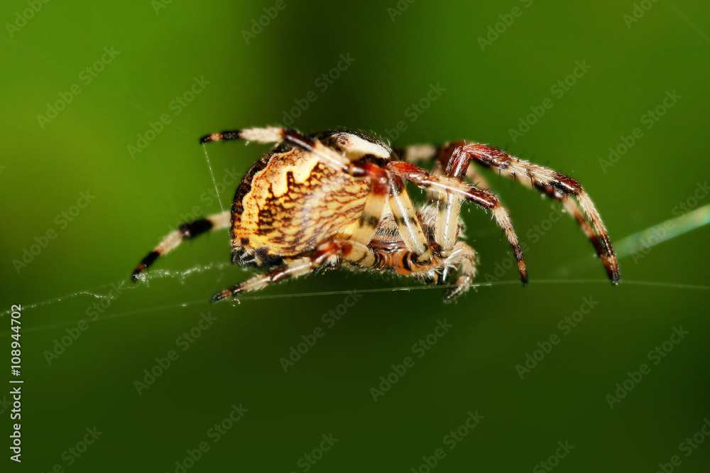 European Garden Spider European Garden Spider