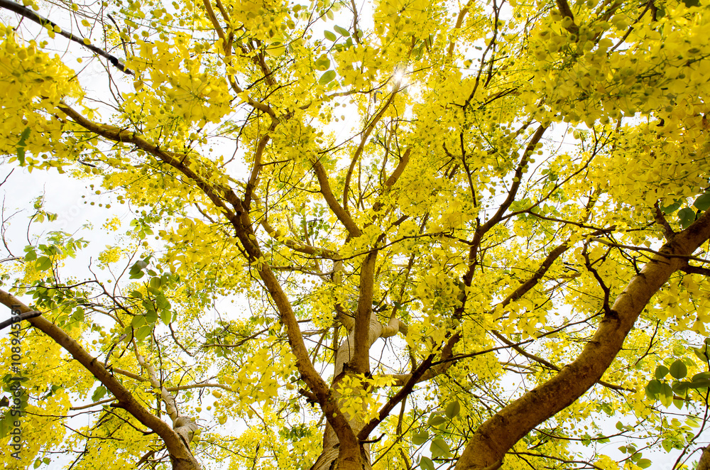 Yellow flower nature background Yellow flower nature background