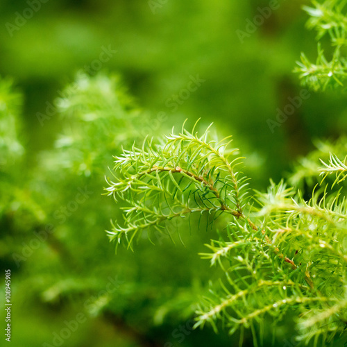 twigs of coniferous species on a green blurred background