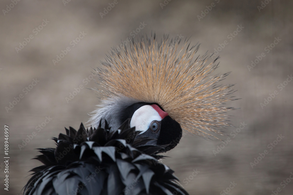 Fototapeta premium Grey crowned crane (Balearica regulorum).